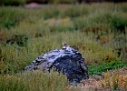 Izabeltapuit (Isabelline  wheatear) Oenanthe isabellina - kloof bij Yolin Am-08-2016 (4)